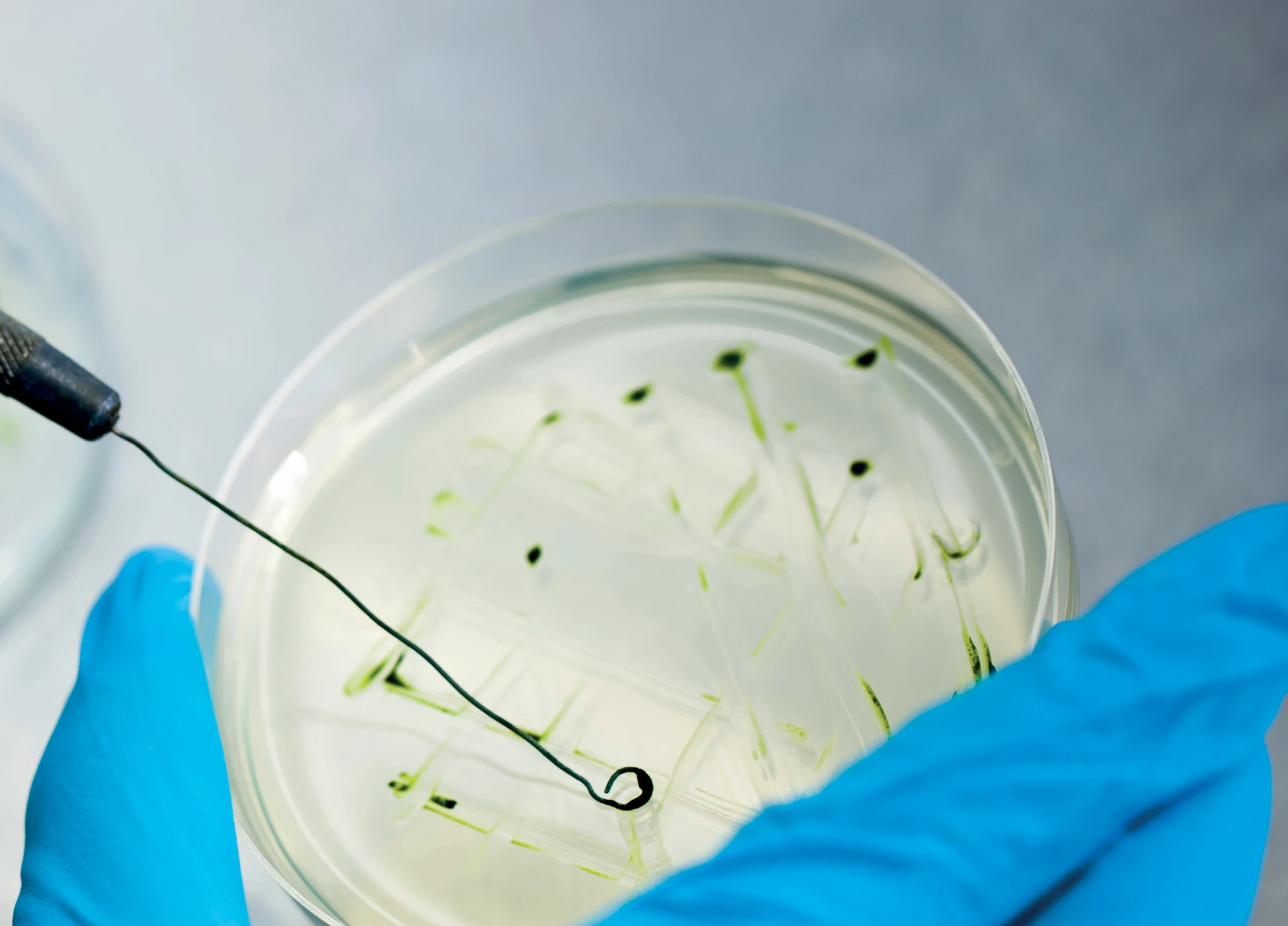 Afbeelding van petrischaal die wordt vastgehouden door handen in blauwe handschoenen