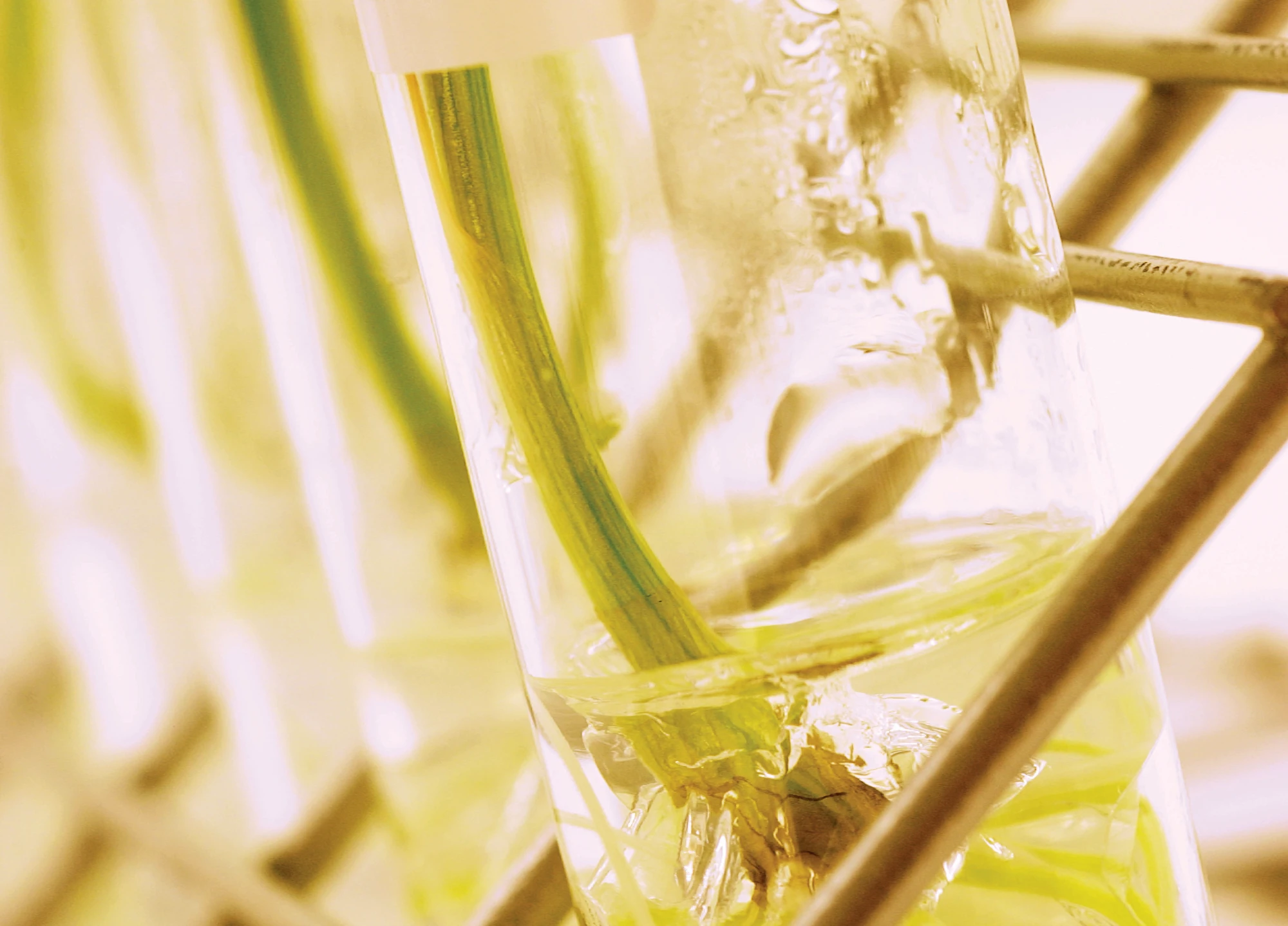 Detail van stengels en wortels van planten die in glazen buizen met vloeistof geplaatst zijn, tegen een lichte achtergrond.